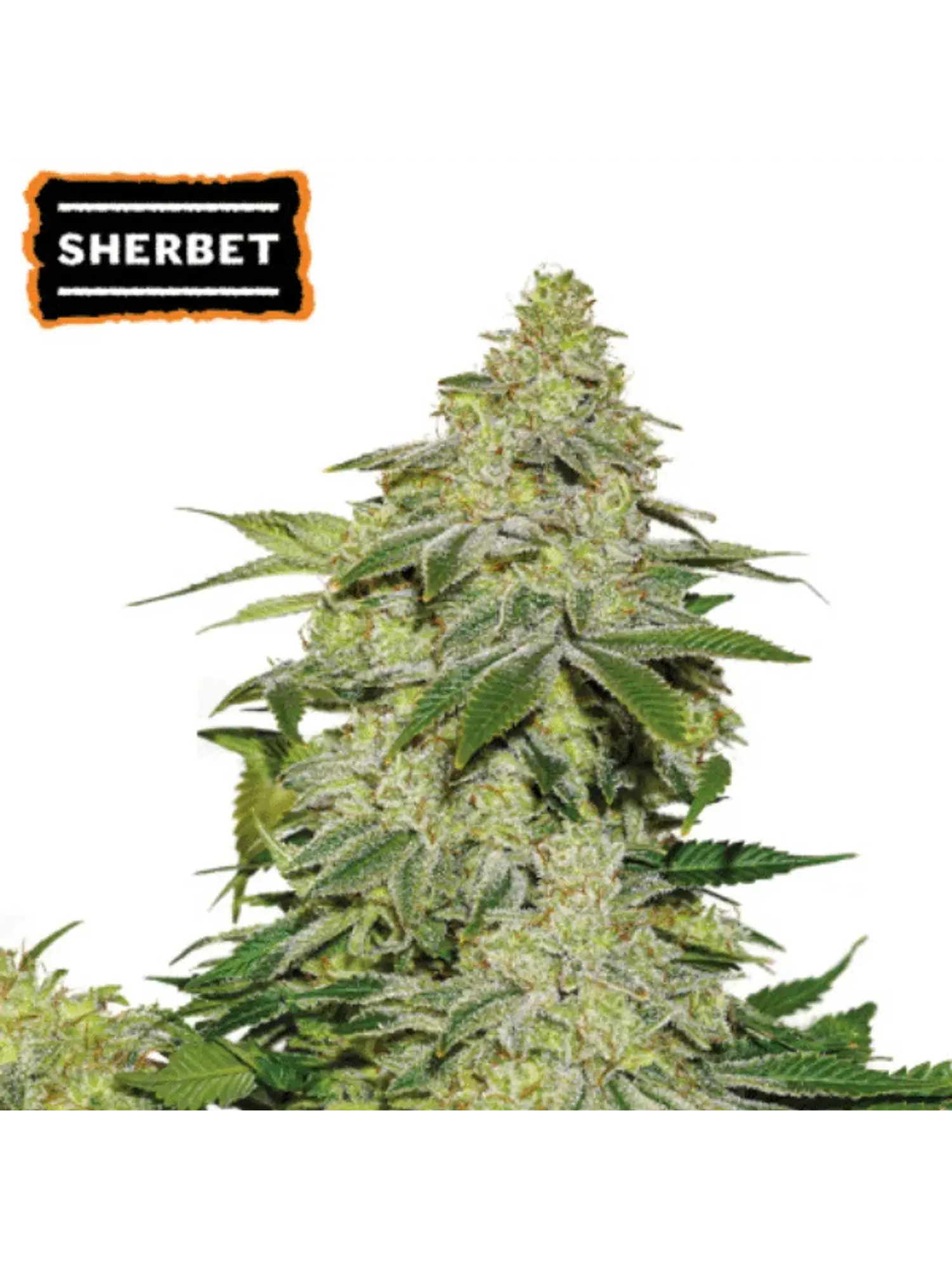 SHERBET AUTO X3-SEEDSTOCKERS 1