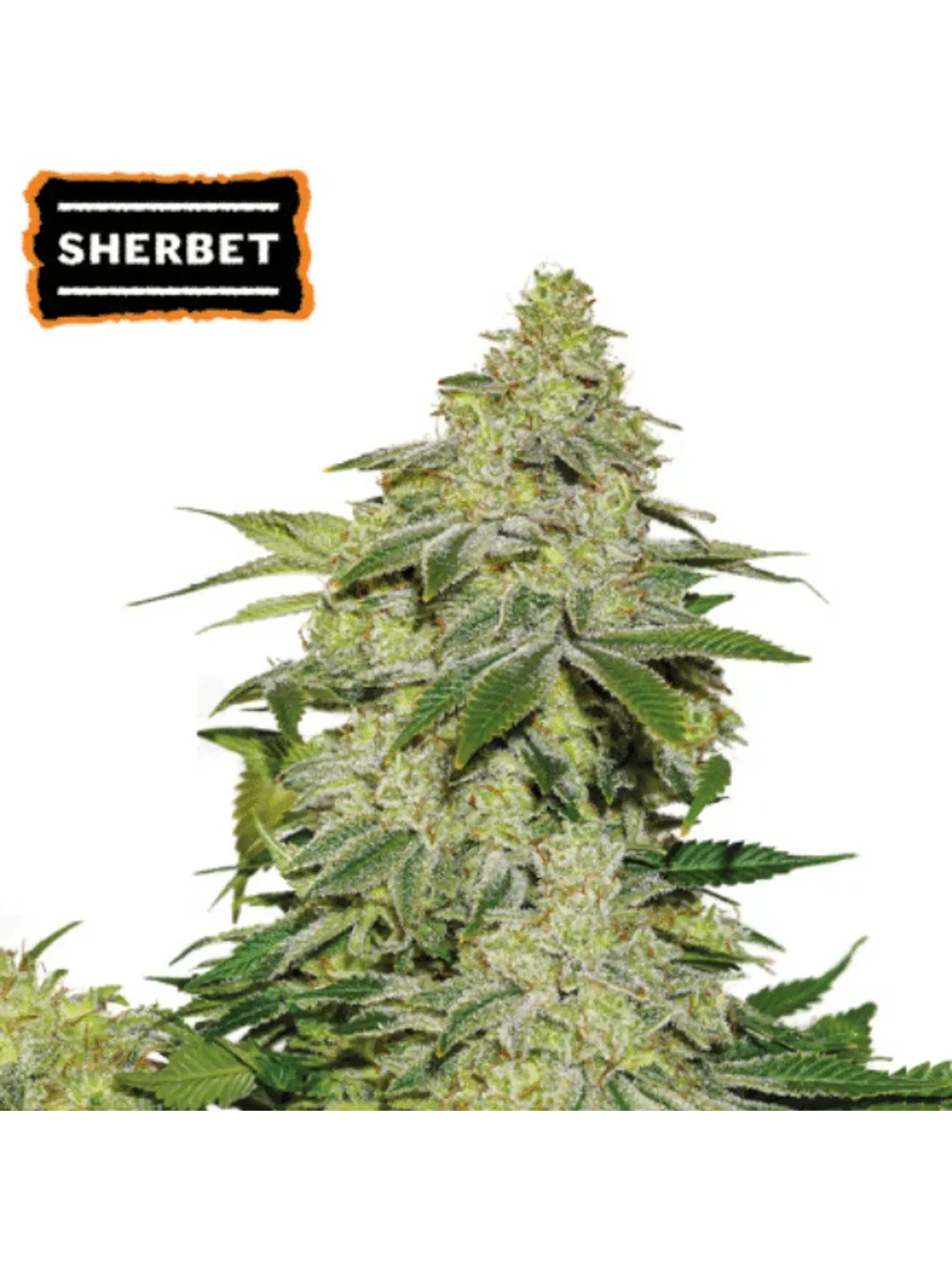 SHERBET AUTO X3-SEEDSTOCKERS 1