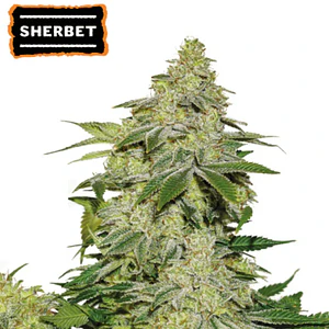 SHERBET AUTO X3-SEEDSTOCKERS