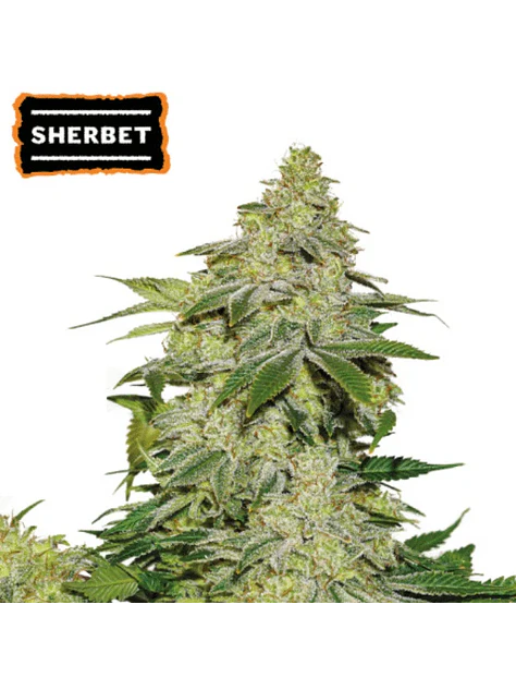 SHERBET AUTO X3-SEEDSTOCKERS 1