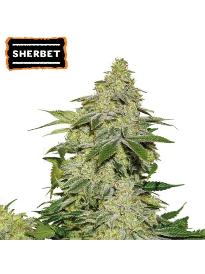 SHERBET AUTO X3-SEEDSTOCKERS 1
