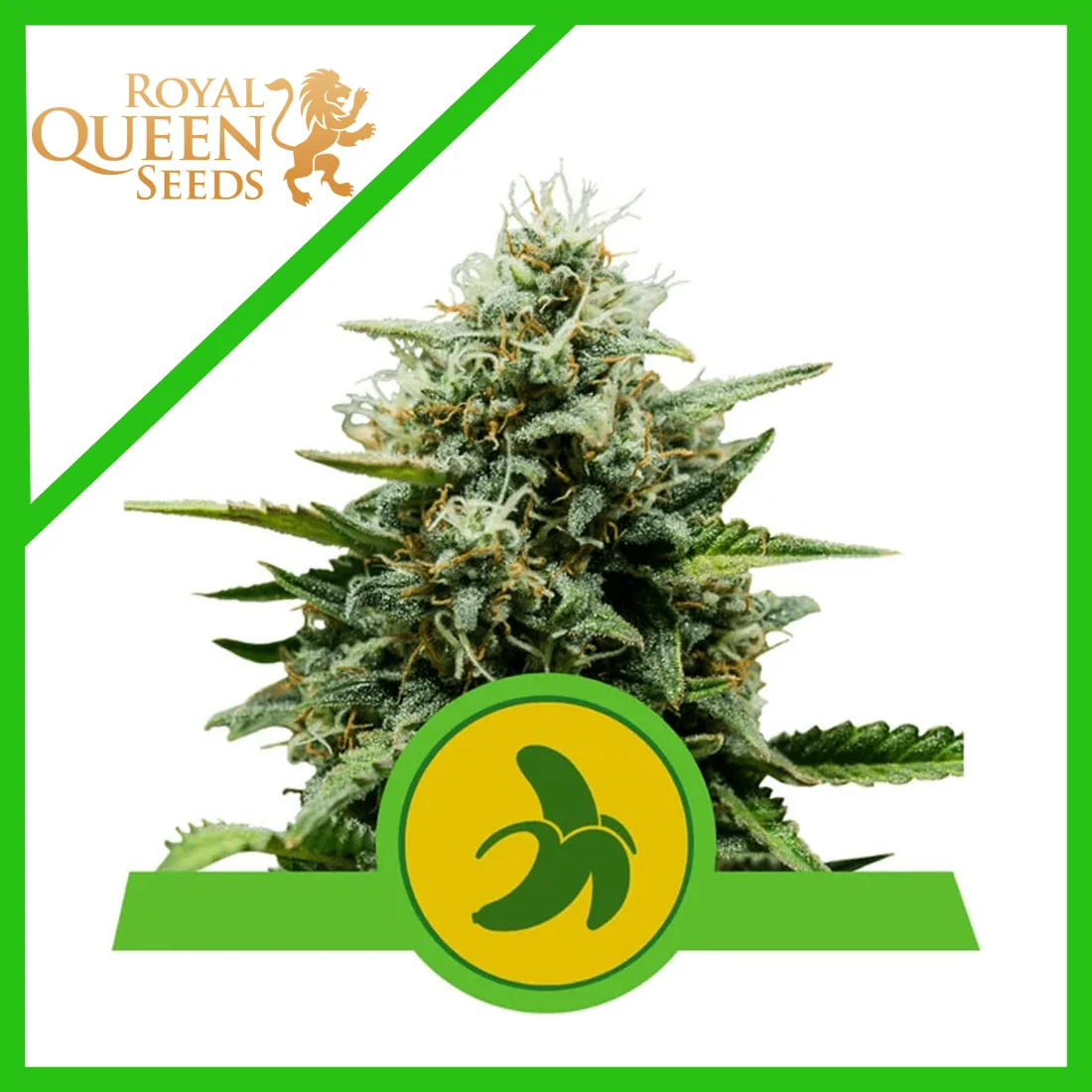 Fat Banana Usa Premium Auto  -Royal Queen Seeds (X1/X3) 3