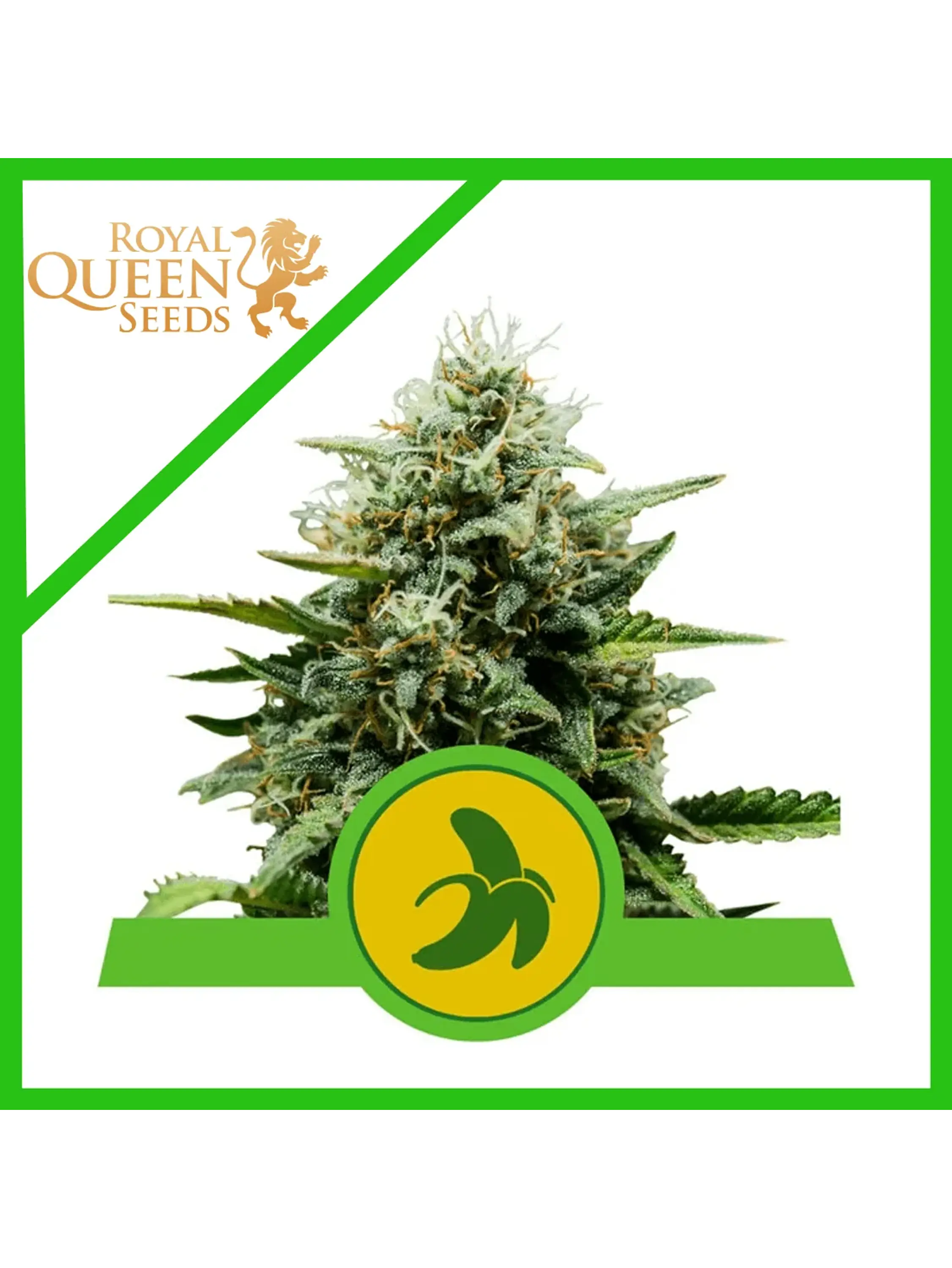 Fat Banana Usa Premium Auto X1 -Royal Queen Seeds 3