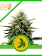 Fat Banana Usa Premium Auto X1 -Royal Queen Seeds - Miniatura 3