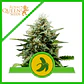 Fat Banana Usa Premium Auto  -Royal Queen Seeds (X1/X3) - Miniatura 3