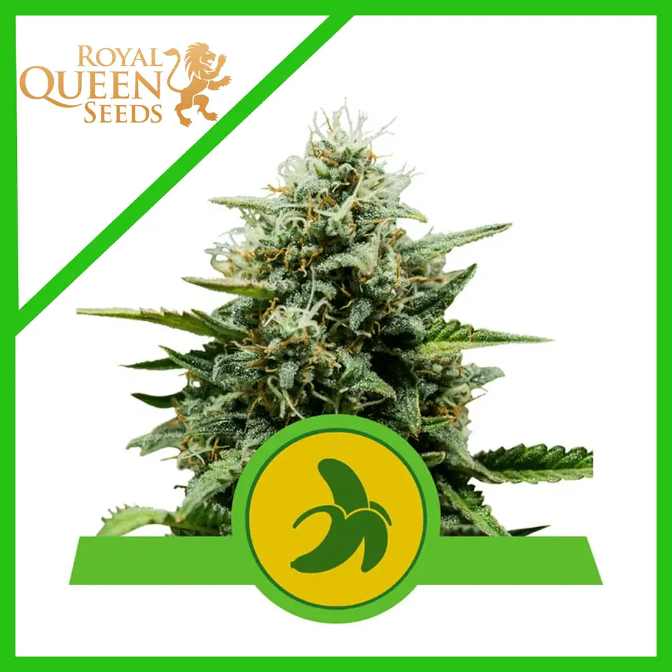 Fat Banana USA Premium Auto (X1 / X3 / X10) -Royal Queen Seeds 3