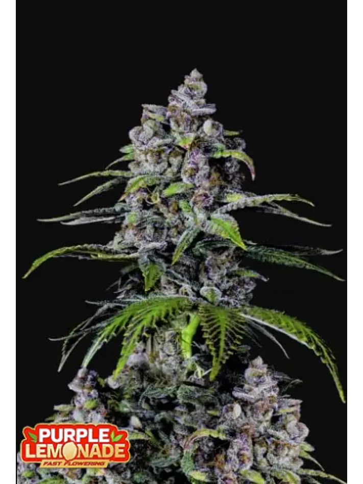 Purple Lemonade FF -Fast Buds(X1/X3+2/X5+3) 2