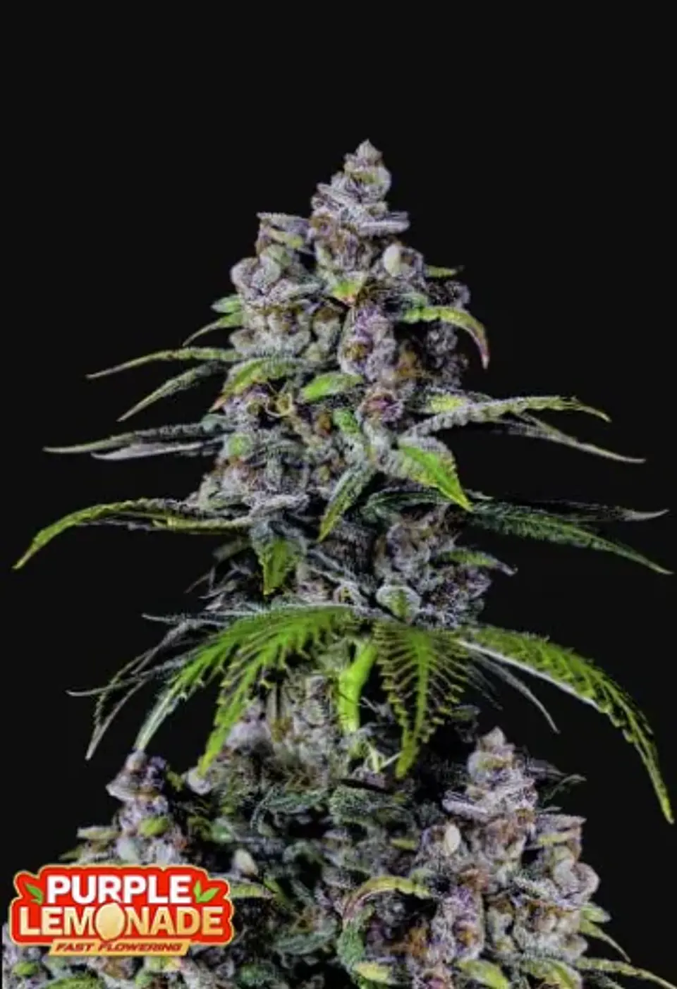 Purple Lemonade FF -Fast Buds(X1/X3+2/X5+3) 2