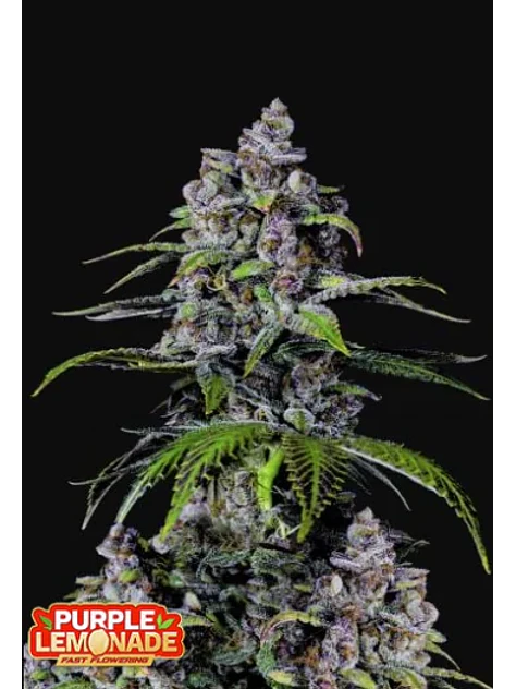 Purple Lemonade FF -Fast Buds(X1/X3+2/X5+3) 3