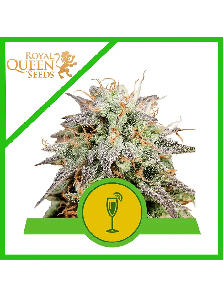 Mimosa Usa Premium Auto -Royal Queen Seeds (X1/X3) 2