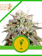 Mimosa Usa Premium Auto X1-Royal Queen Seeds - Miniatura 2