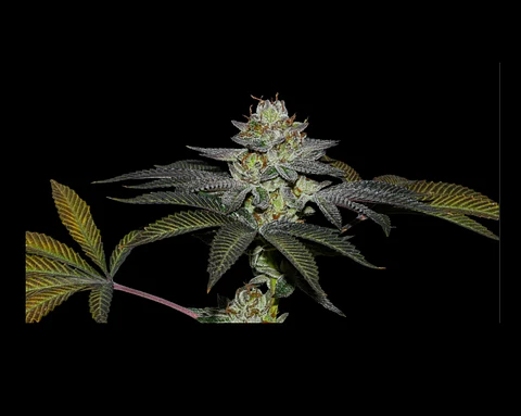 Coco Nutty X Fruity Pebbles Og -Secret File (x25/x3+1)