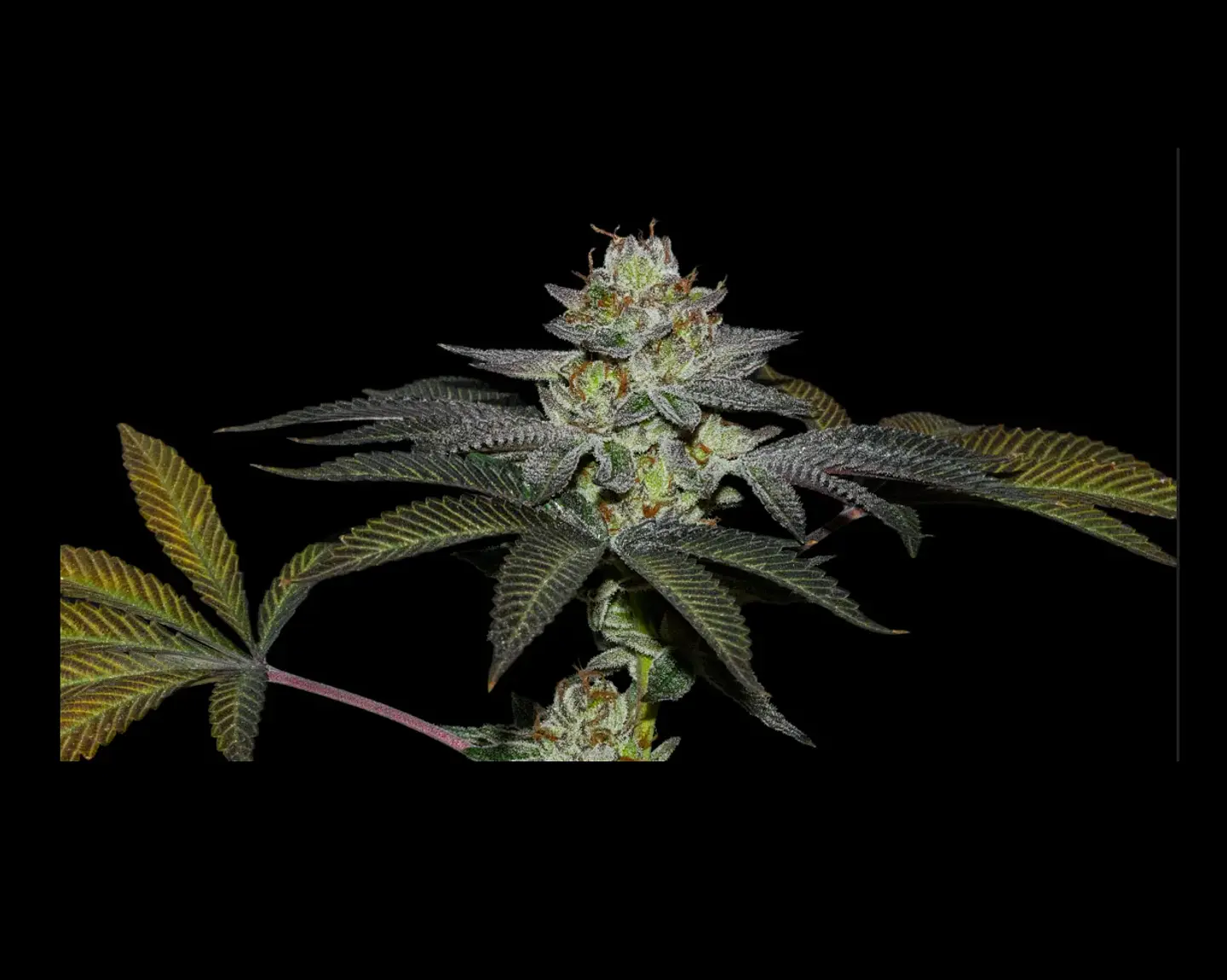 Coco Nutty X Fruity Pebbles Og -Secret File (x25/x3+1) 2