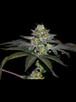 Coco Nutty X Fruity Pebbles Og X25-Secret File - Miniatura 2