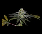 Coco Nutty X Fruity Pebbles Og -Secret File (x25/x3+1) - Miniatura 2
