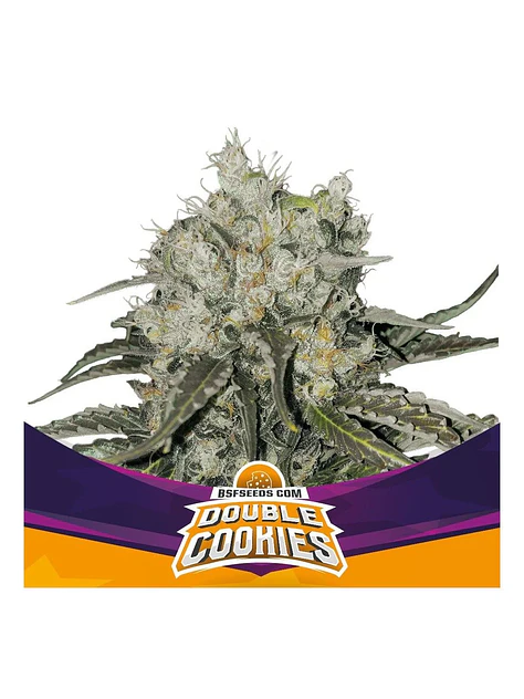 Double Cookies Fem -Bsf (X2/X4) 4