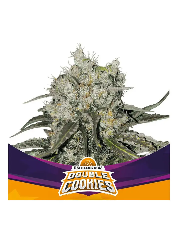 Double Cookies Fem -Bsf (X2/X4) 4