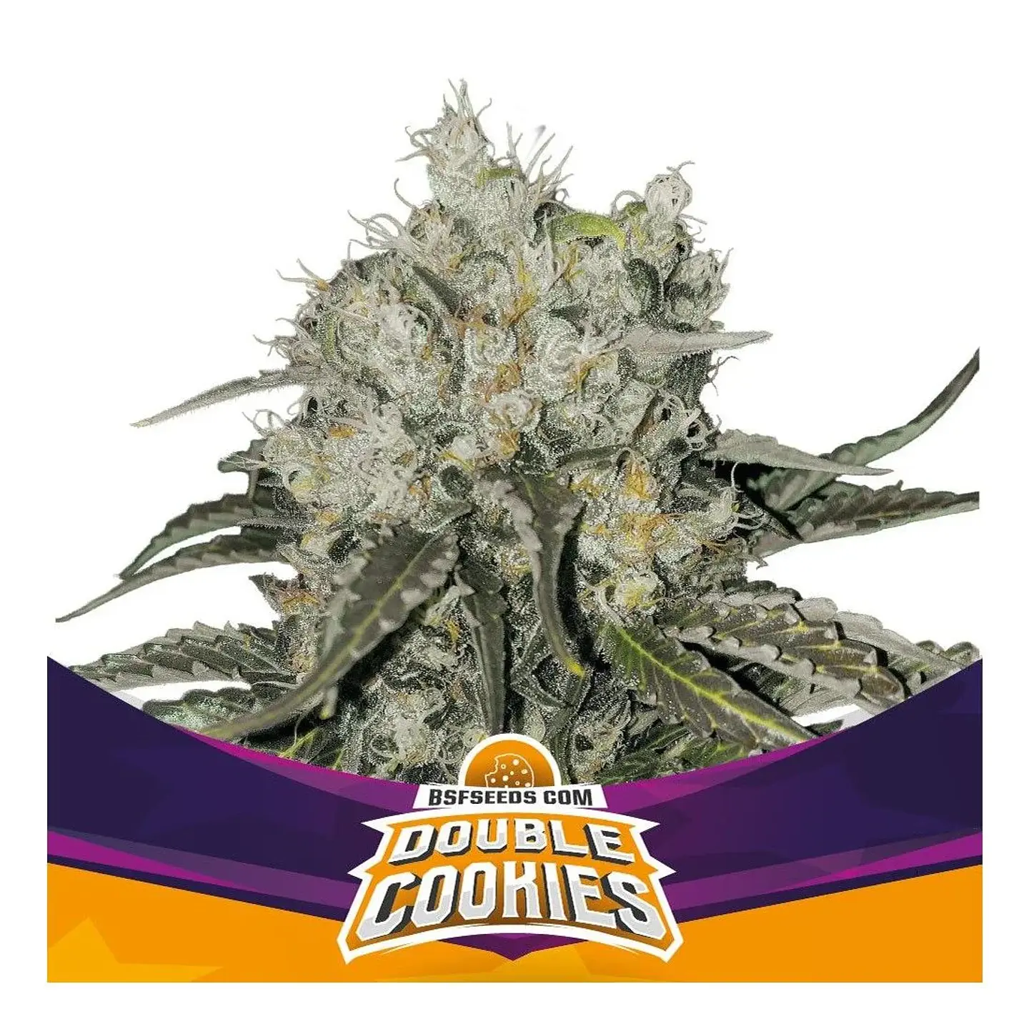 Double Cookies Fem -Bsf (X12/X7/X2/X4) 4