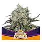 Double Cookies Fem -Bsf (X2/X4) - Miniatura 4