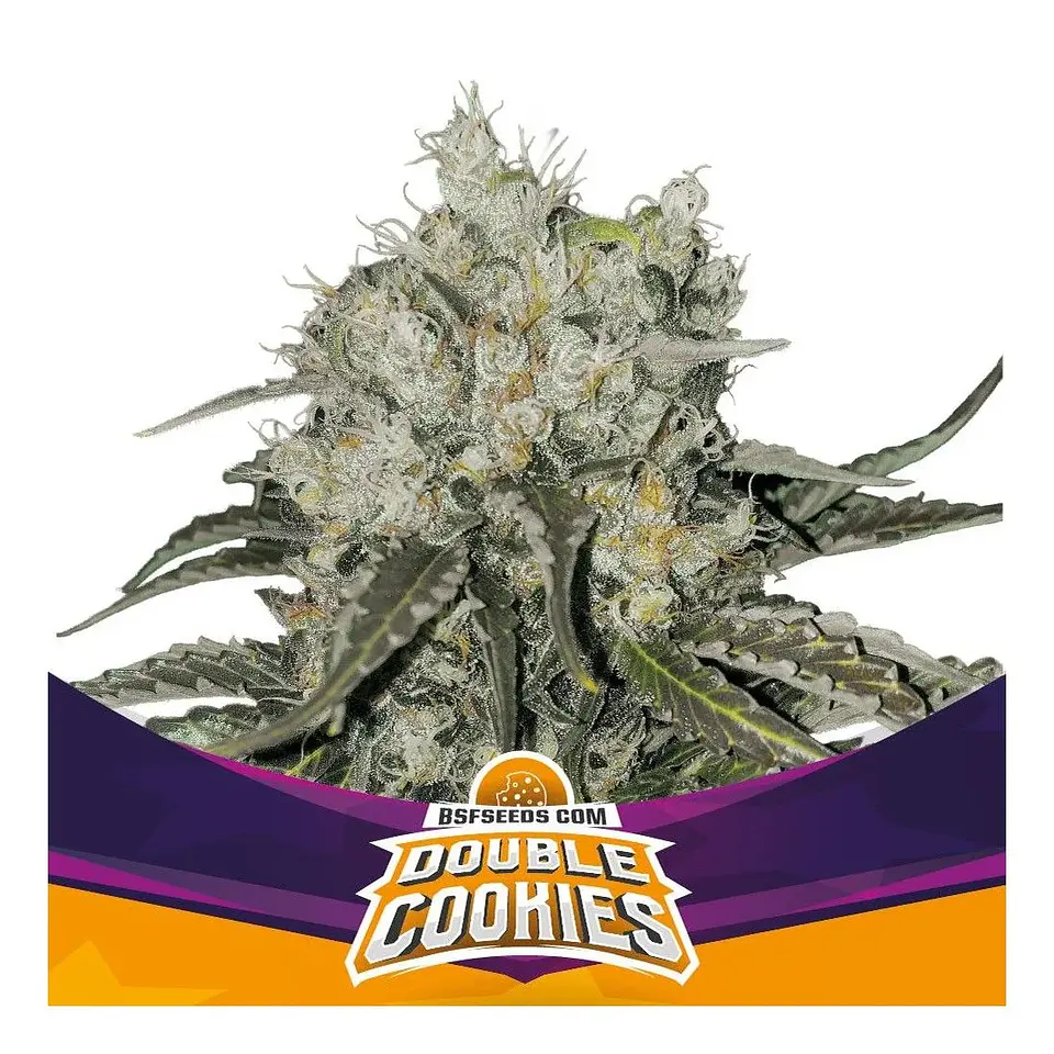 Double Cookies Fem -Bsf (X12/X7/X2/X4) 4