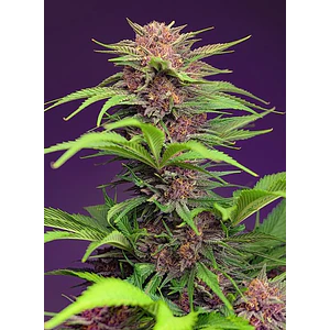 Red Mimosa Xl Auto® 3+1 Sweet Seeds