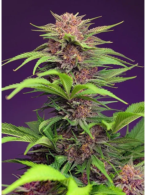 Red Mimosa Xl Auto® Sweet Seeds(X3+1/X25) 2