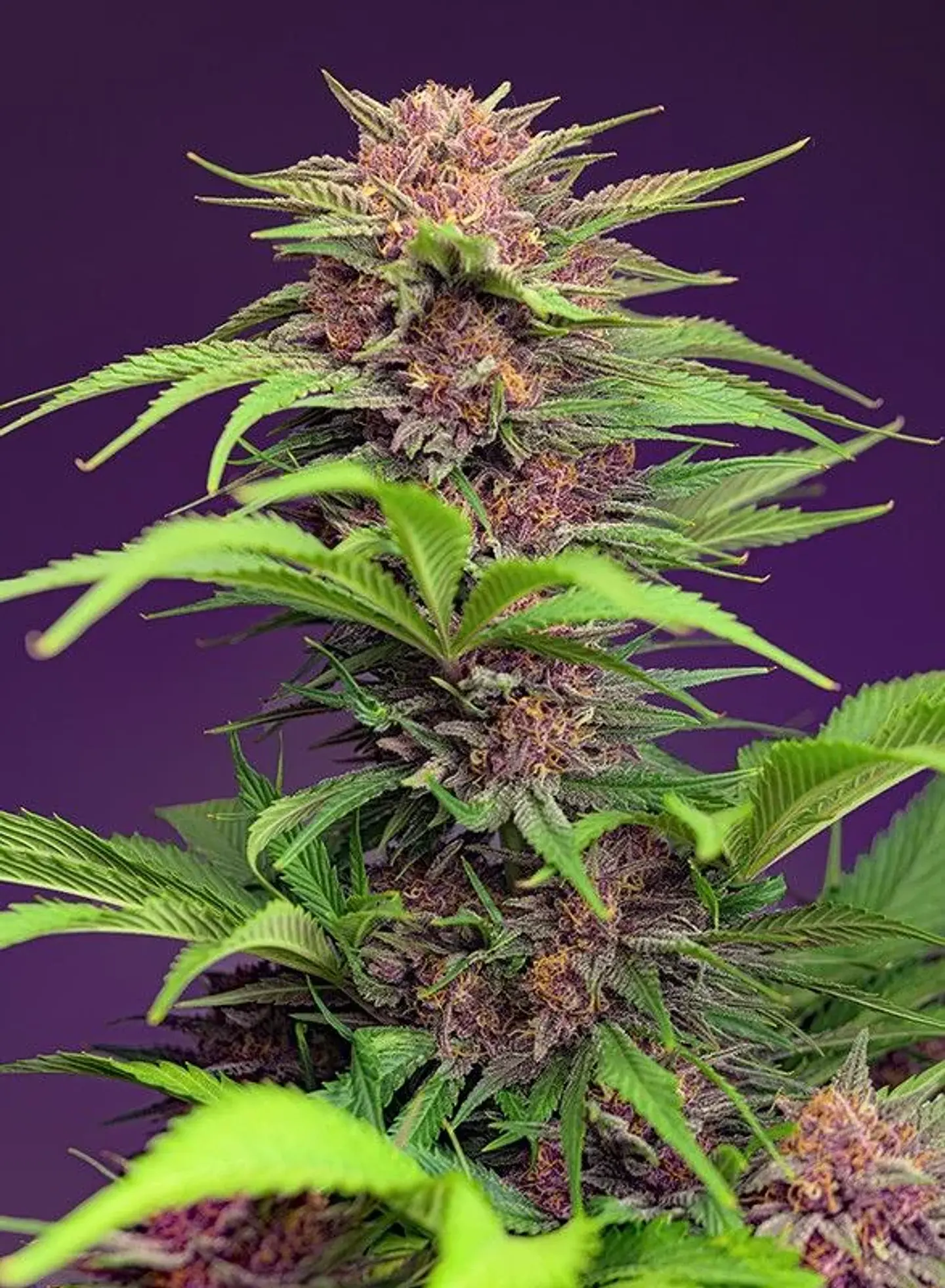 Red Mimosa Xl Auto® Sweet Seeds (X3+1/X25) 2
