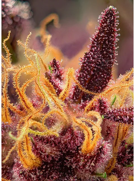 Red Mimosa Xl Auto® Sweet Seeds(X3+1/X25) 3
