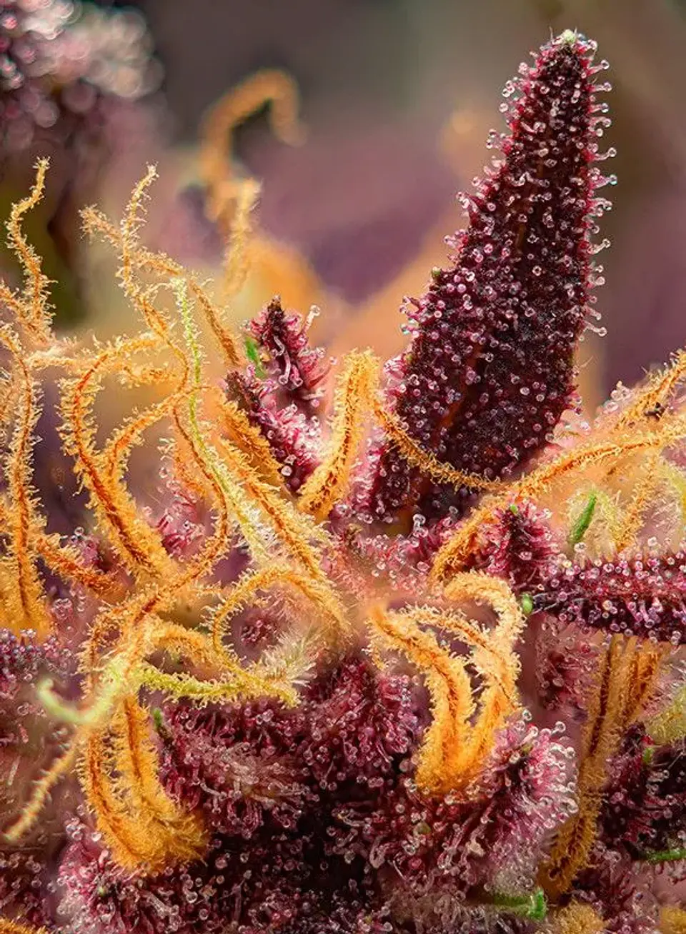 Red Mimosa Xl Auto® Sweet Seeds (X3+1/X25) 3