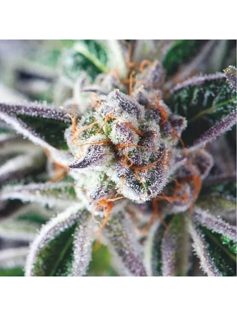 Do-Si-Dos Fem -Pyramid Seeds (X3+1/X5+2) 2