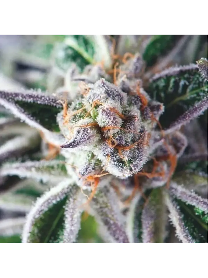 Do-Si-Dos Fem -Pyramid Seeds (X3+1/X5+2) 2