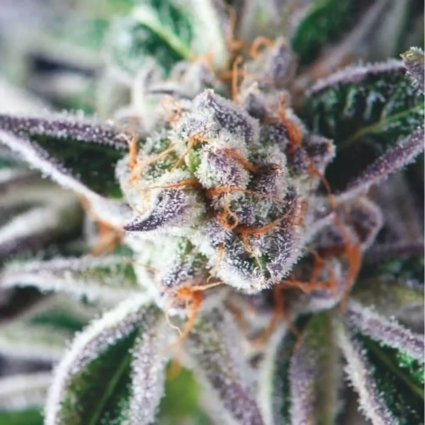 Do-Si-Dos Fem -Pyramid Seeds (X3+1/X5+2) 2