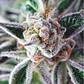 Do-Si-Dos Fem -Pyramid Seeds (X3+1/X5+2) - Miniatura 2