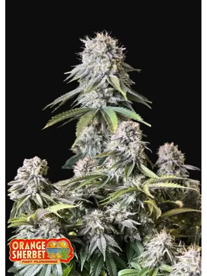 Orange Sherbet Ff -Fast Buds (x1/x3+2/x5+3) 2