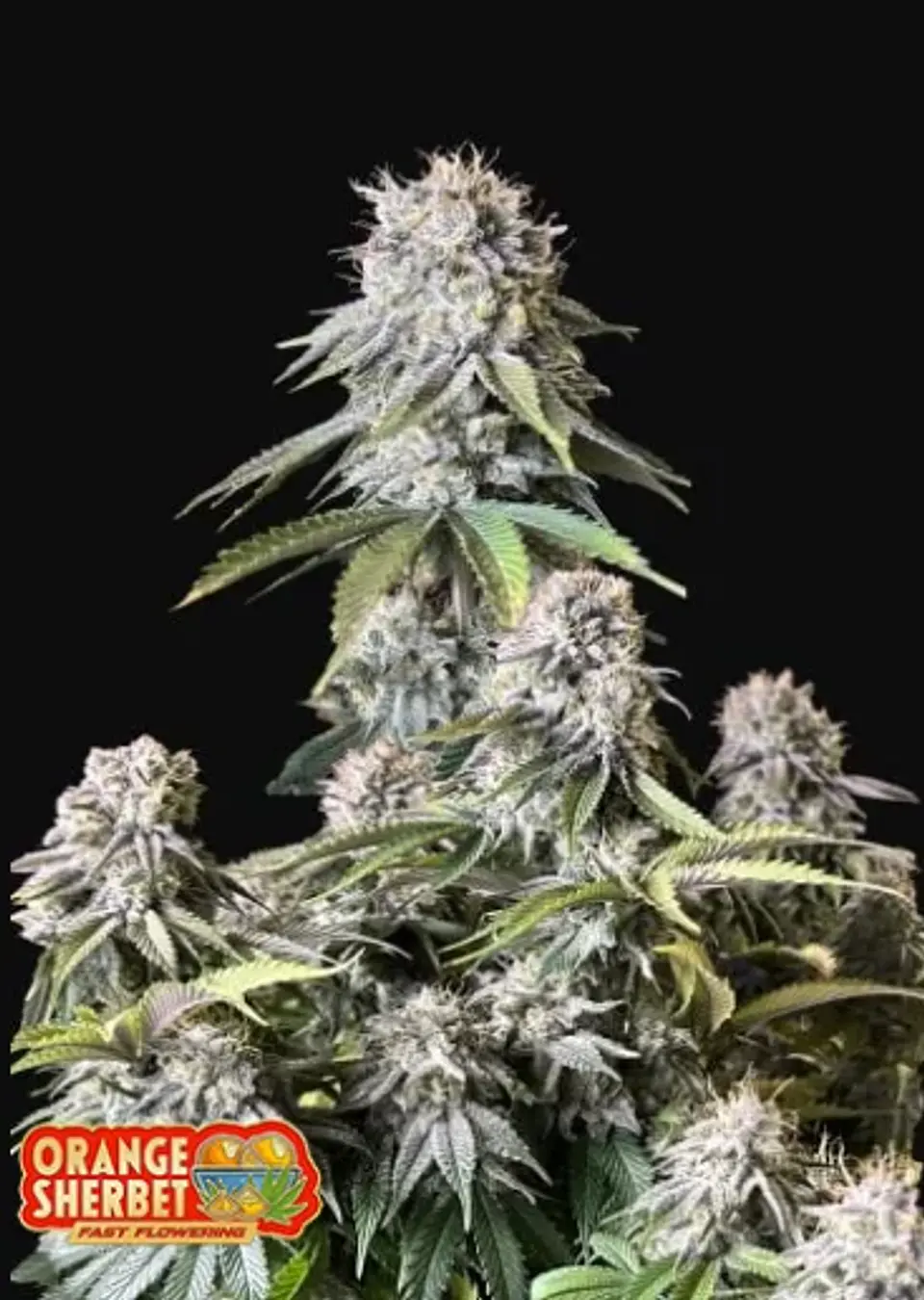 Orange Sherbet Ff -Fast Buds (x1/x3+2/x5+3) 3