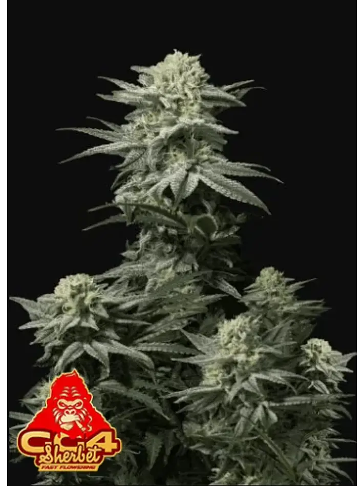 Gg4 Sherbet Ff  -Fast Buds (X1/X3+2/X5+3) 2
