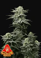 Gg4 Sherbet Ff  -Fast Buds (X1/X3+2/X5+3) - Miniatura 3