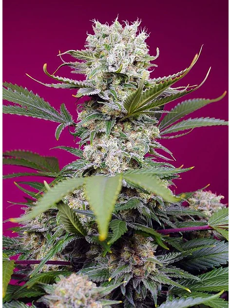 Sweet Mandarine Zkittlez Xl Auto -Sweet Seeds (X25/X3+1) 3