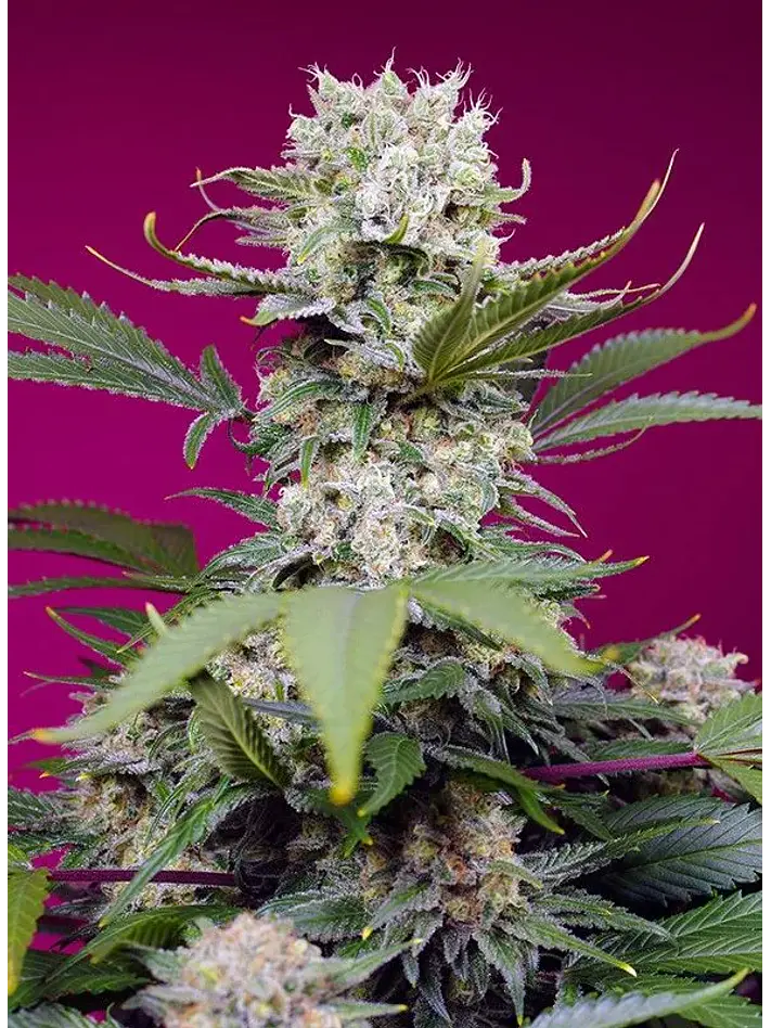 Sweet Mandarine Zkittlez Xl Auto -Sweet Seeds (X25/X3+1) 3