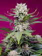 Sweet Mandarine Zkittlez Xl Auto X25-Sweet Seeds - Miniatura 3