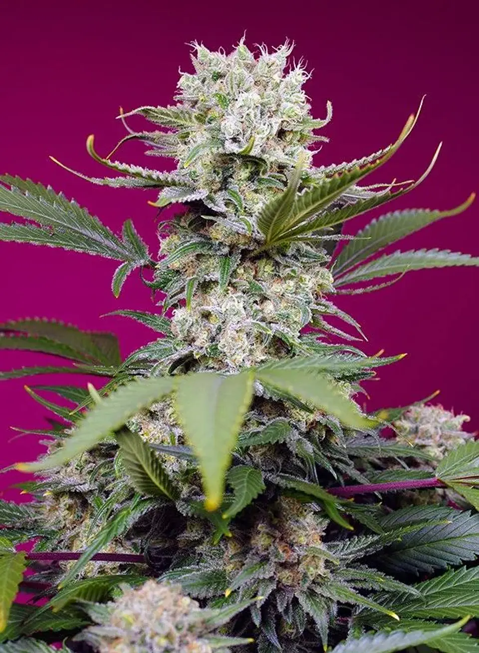 Sweet Mandarine Zkittlez Xl Auto -Sweet Seeds (X25/X3+1) 3