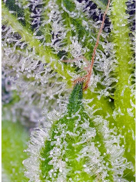 Sweet Mandarine Zkittlez Xl Auto -Sweet Seeds (X25/X3+1) 4