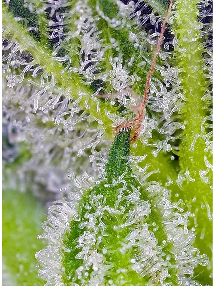 Sweet Mandarine Zkittlez Xl Auto -Sweet Seeds (X25/X3+1) 4