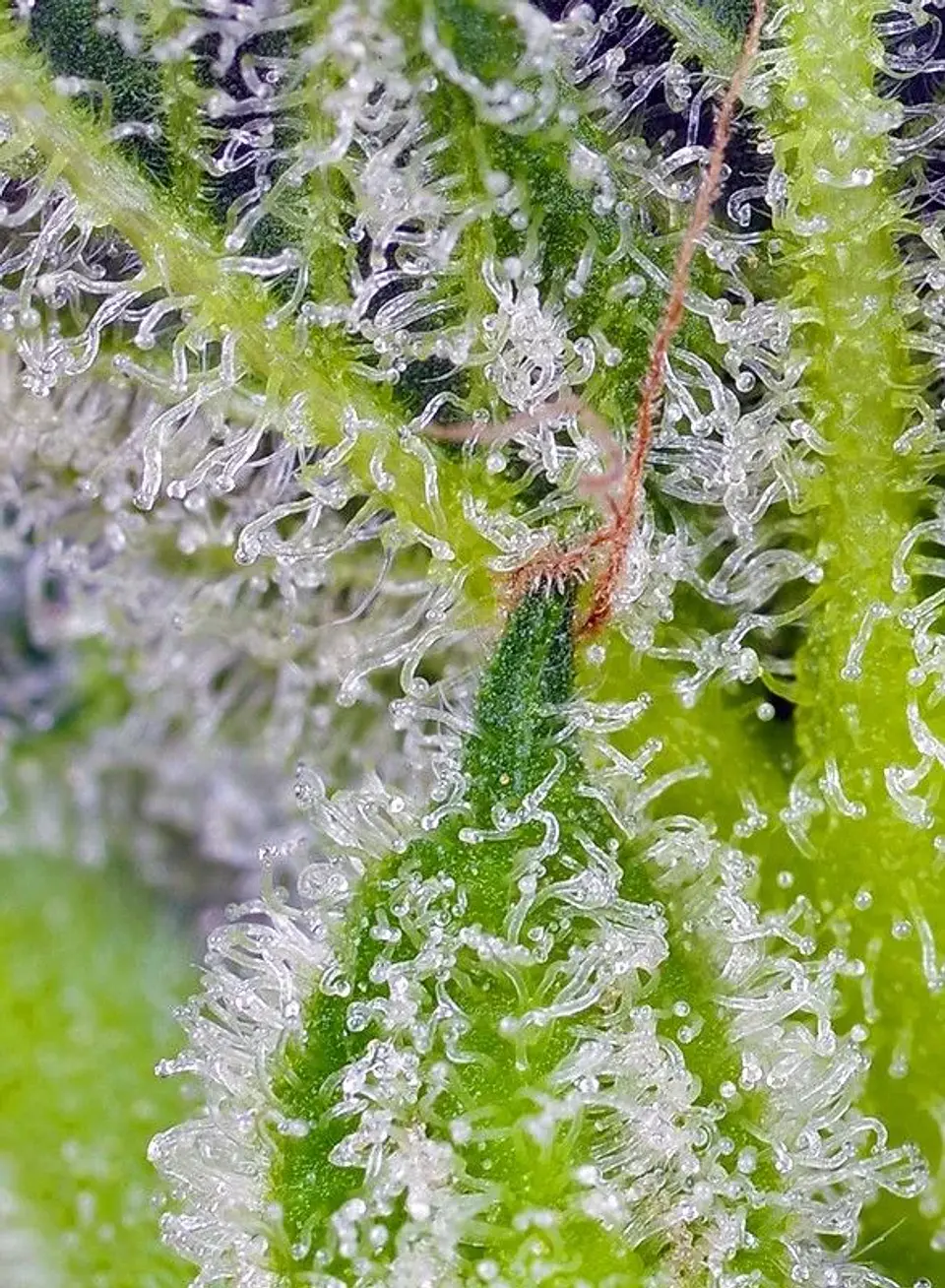 Sweet Mandarine Zkittlez Xl Auto -Sweet Seeds (X25/X3+1) 4