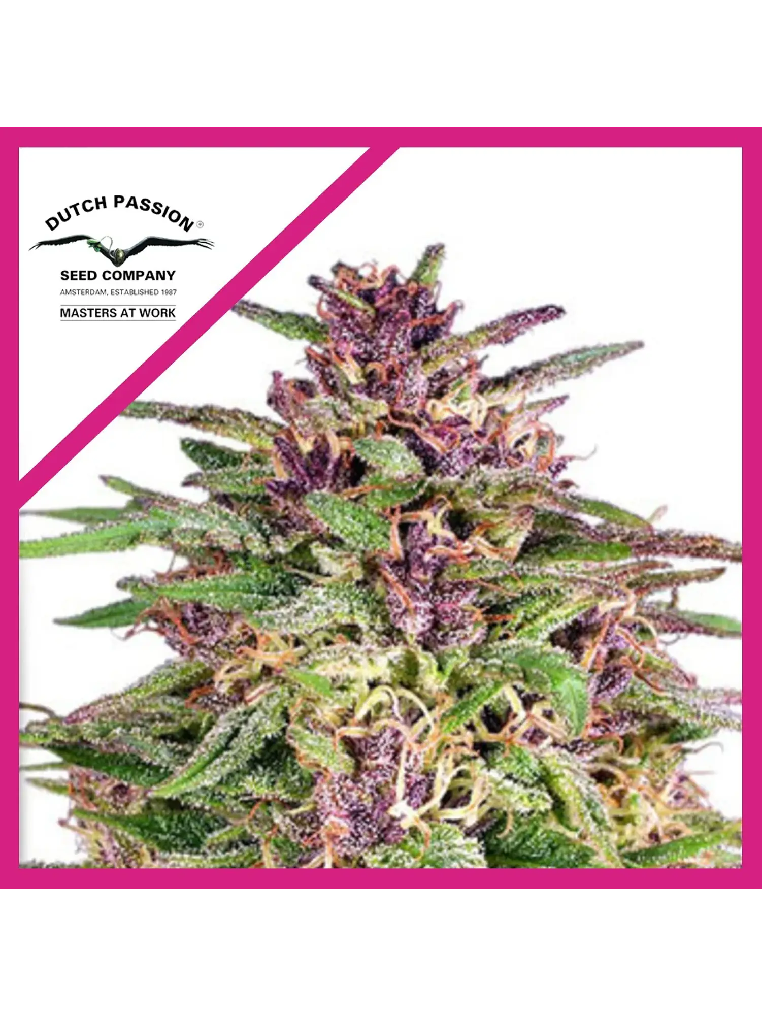 Frisian Dew Fem X3 -Dutch Passion 1