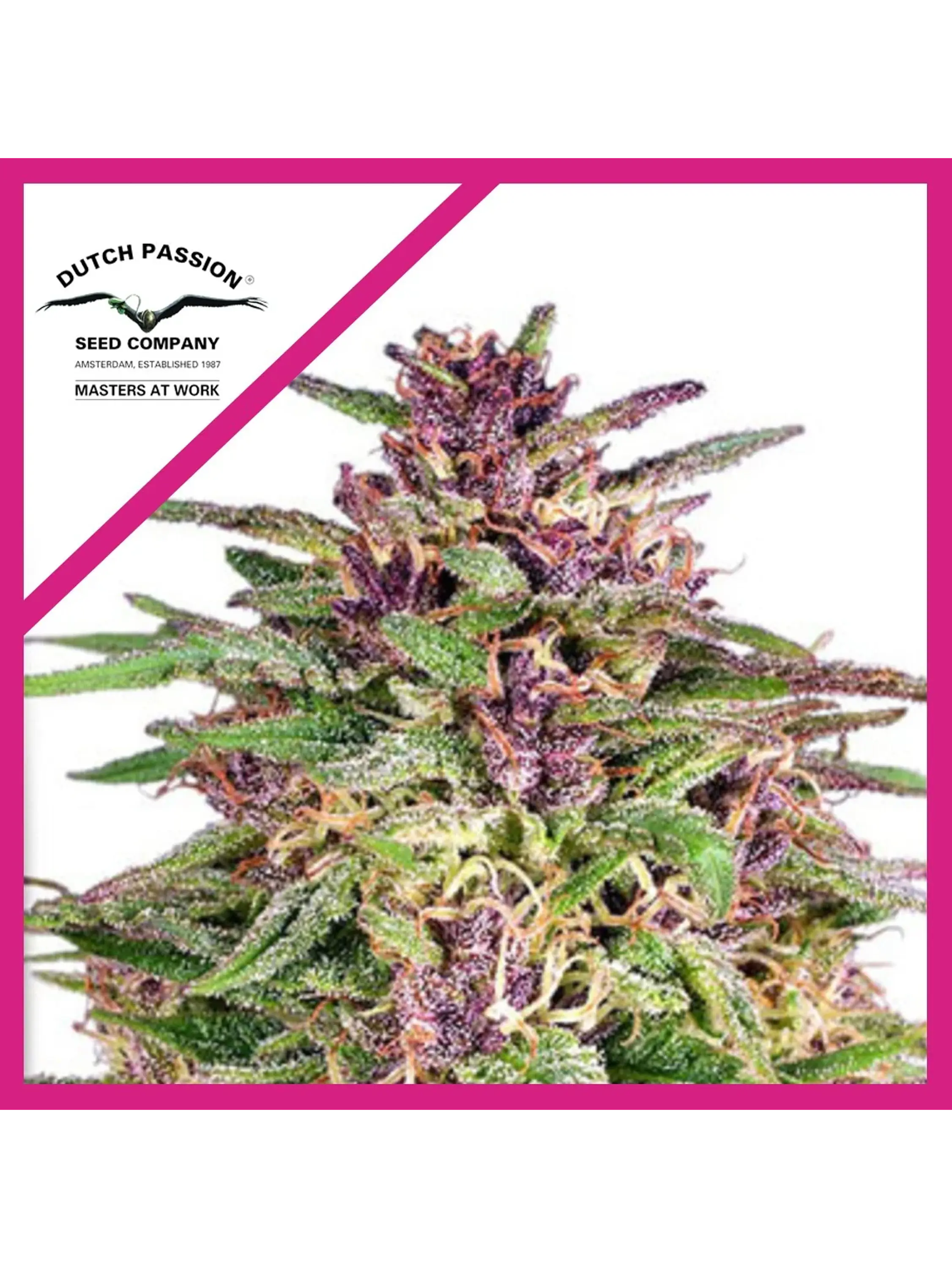 Frisian Dew Fem X3 -Dutch Passion 1