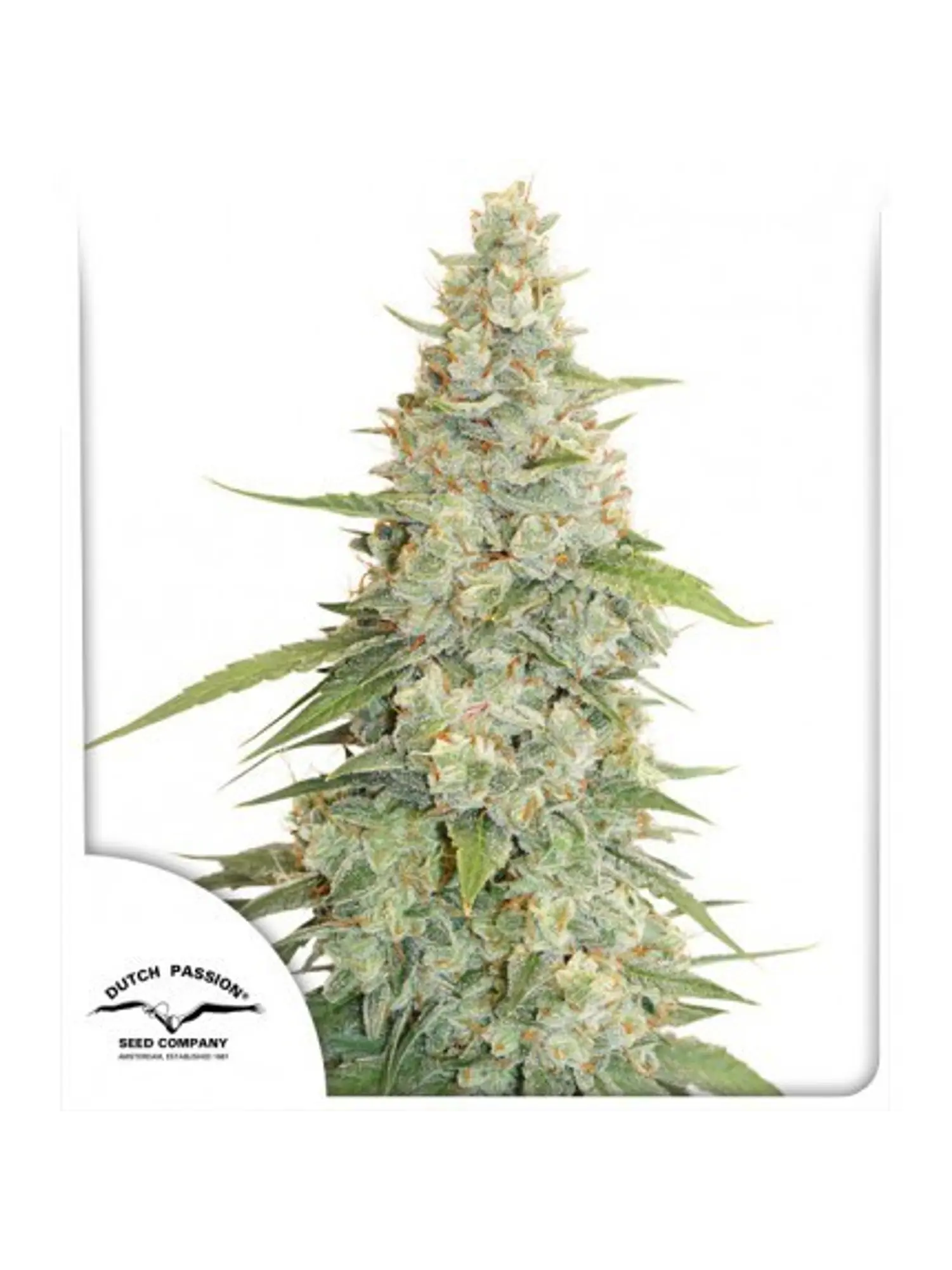 Meringue Fem -Dutch Passion X3 1