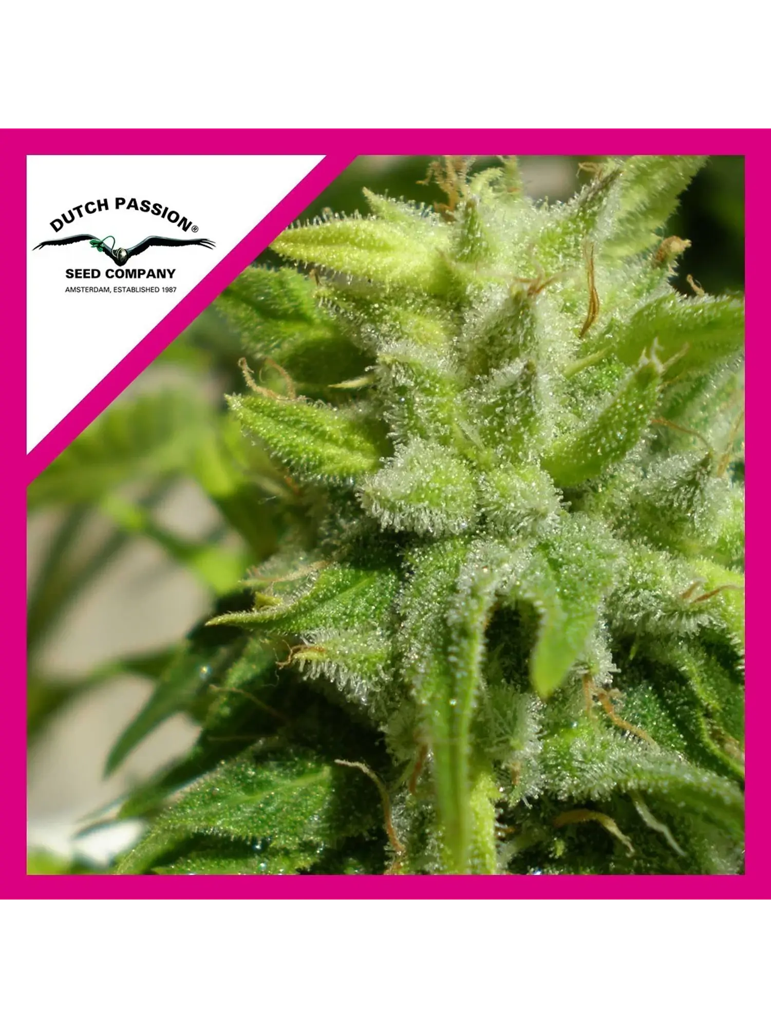 Euforia Fem -Dutch Passion X3 1