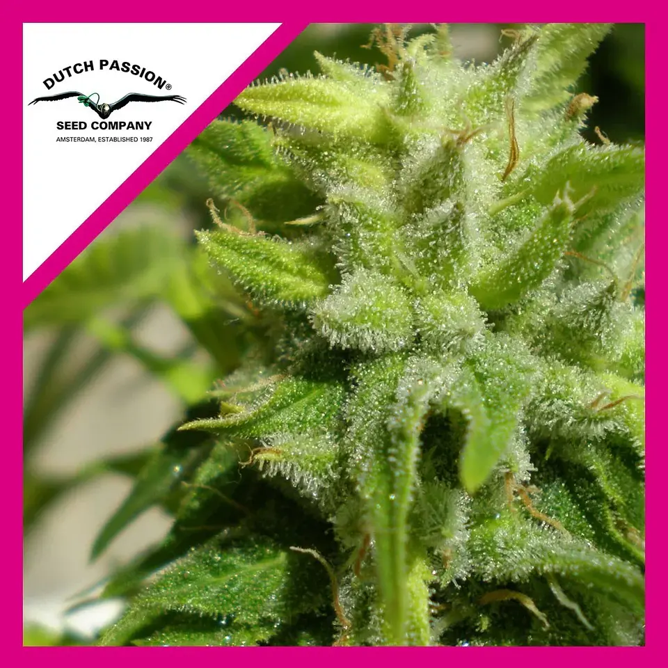 Euforia Fem -Dutch Passion X3 1