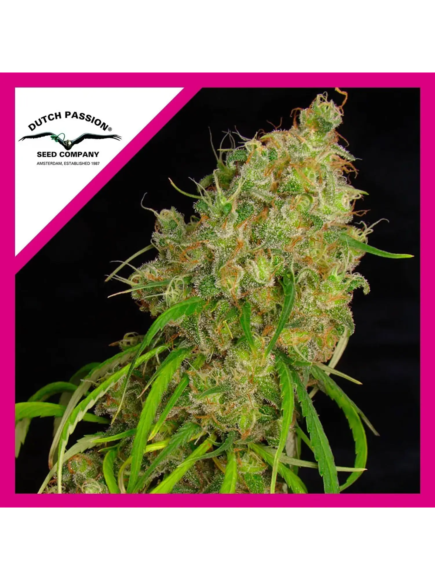 Desfran Fem -Dutch Passion X3 1